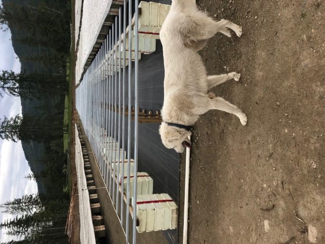 What is a tree nursery in salmon Arm without a dog? Frank is our Team Mascot